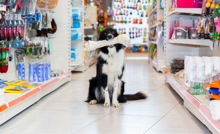 pies w sklepie zoologicznym